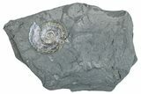 Iridescent Ammonite (Psiloceras) - England #280340-1